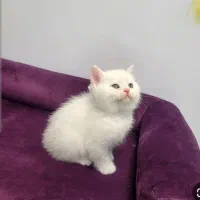 بچه گربه سفید بریتیش