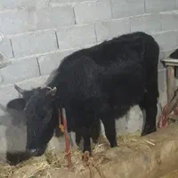 لیشه نژاد گیل دورگ      گاو ورزا