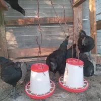 ۳جفت مرغ و خروس ایام سمانی|حیوانات مزرعه|بابل, |دیوار