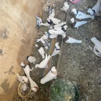 طوقی|پرنده|اصفهان, خواجو|دیوار