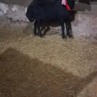 گوسفند افشار