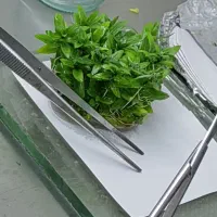 دعوت به همکاری  برای شراکت کشت بافت گیاهی|استخدام صنعتی، فنی، مهندسی|قم, سالاریه|دیوار