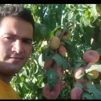صنوبر نگران اصلاح شده