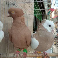 زرد دم ‌سفید .طوقی کارتنی|پرنده|مشهد, عبادی|دیوار