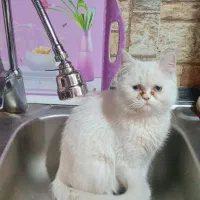 گربه برای جفت