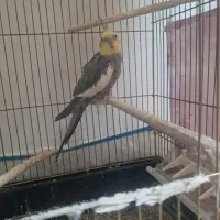 عروس هلندی