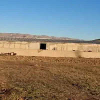 کارگر ماهر دامداری