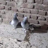 کبوتر|پرنده|تبریز, |دیوار