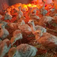 جوجه 1 هفته بوربون سالم سرحال