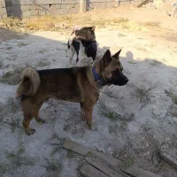 آکیتا آمریکایی|سگ|پاکدشت, پاکدشت (مامازند)|دیوار