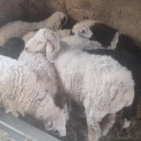 فروش بره ماده و یک میش آبست دو قلو زا|حیوانات مزرعه|بیرجند, |دیوار