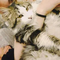 واگذاری رایگان