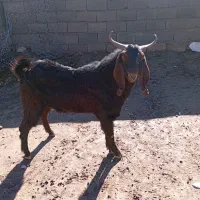 نیستم|حیوانات مزرعه|دالاهو, |دیوار