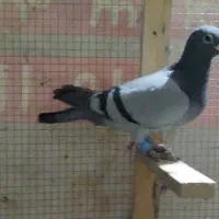 تعدادی کبوتر گرفتنی