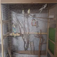 عروس هلندی و قفس بزرگ