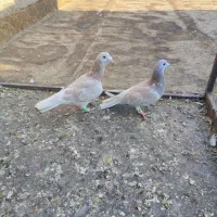 اقون کرمونی