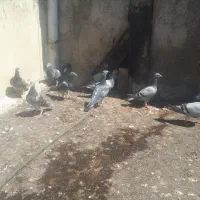 کبوتر دوبرمسافتی