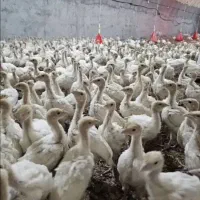 جوجه بوقلمون