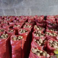 سیب زمینی همدان