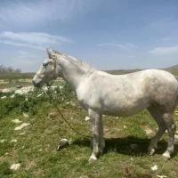 دو راس  مادیان (اسب)|اسب و تجهیزات اسبسواری|سربند, |دیوار