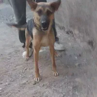 ماده ژرمن|سگ|کاشان, شهرک فرهنگیان|دیوار