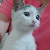 بچه گربه|گربه|اسلام‌شهر, شهرک محمدیه|دیوار