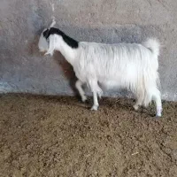 بز ترکی|حیوانات مزرعه|یزد, |دیوار