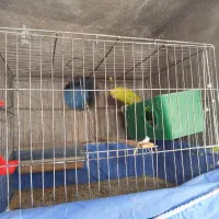 مرغ عشق نر|پرنده|ایلام, |دیوار