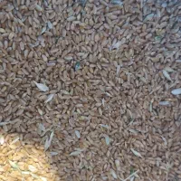 گندم|خوردنی و آشامیدنی|کهنوج, |دیوار