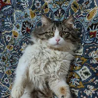 واگذاری برای نگهداری در خانه