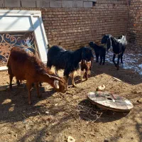 ۳راس بز|حیوانات مزرعه|خوشاب, |دیوار