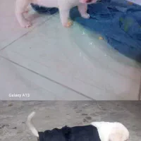 واگذاری اشپیتز|سگ|بهشهر, |دیوار