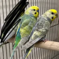 جفت مرغ عشق رینبو