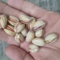 پسته خام