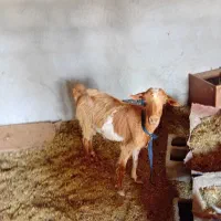 فروش دام
