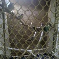 پرنده|پرنده|اسلامشهر, شهرک مصطفی خمینی|دیوار