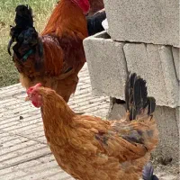 مرغ و خروس محلی یکساله