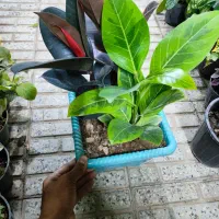 هدیه روز مادر