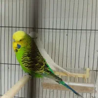 مرغ‌عشق‌انگلیسی‌گرید