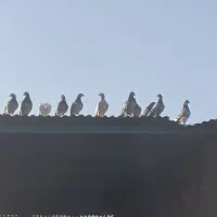 کفتر پرشی