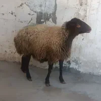 میش ابستن مایه کرده بز بره قوچ