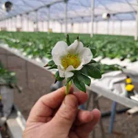 کارگر افغانی جهت کار در گلخانه