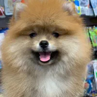 پامرانیان خرسی عروسکی|سگ|رشت, لاکانی|دیوار