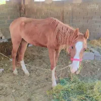 اسب نریون اروم