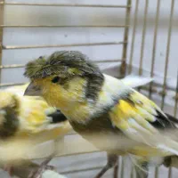 دو عدد قناری سالم و زیبا|پرنده|تهران, شهرک آتی شهر|دیوار