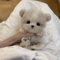 عروسکی جیبی