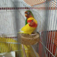 یک جفت طوطی برزیلی|پرنده|قزوین, |دیوار