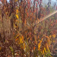 نهالستان انواع نهالهای گیلاس.البالو.هلو.انگورسیاه|خدمات باغبانی و درختکاری|سنندج, |دیوار