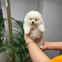 سگ پامرانین