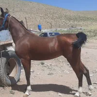 مادیون درشوری